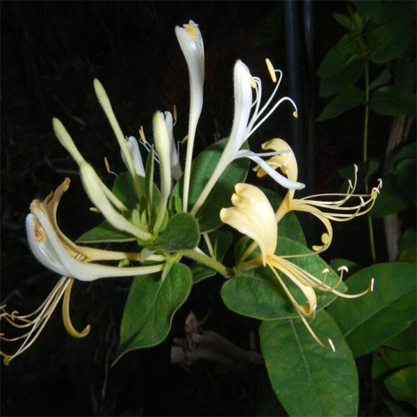 金(jīn)銀(yín)花(huā)：爬藤植物(wù)，中藥材