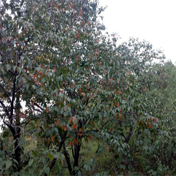 陝西(xī)小(xiǎo)火(huǒ)柿子(zǐ)